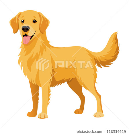 A golden retriever is standing on a white background 118534619