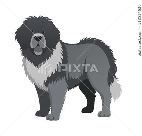 A large dog with a white and black coat stands in front of a white background A large dog with a white and black coat stands in front of a white background 118534626