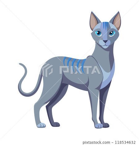 A cat with blue stripes stands on a white background A cat with blue stripes stands on a white background 118534632