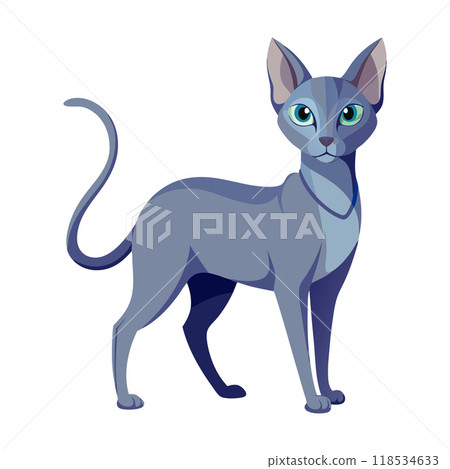 A cat with a blue coat stands on a white background A cat with a blue coat stands on a white background 118534633