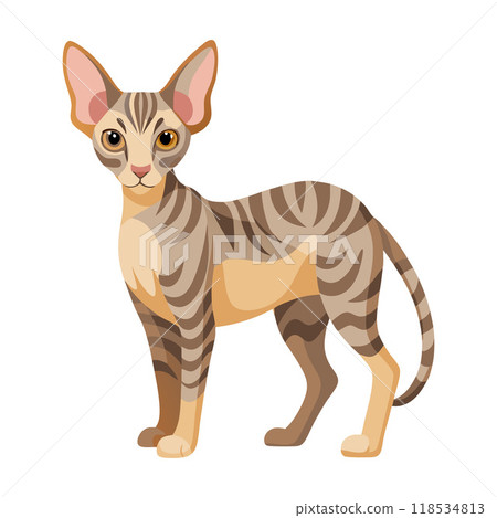 A cat with a striped coat stands in front of a white background 118534813