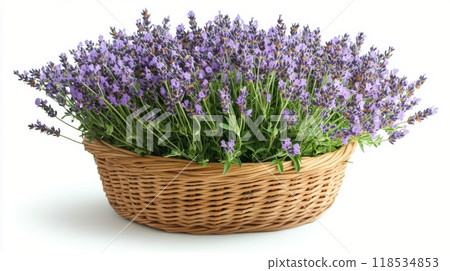 Beautiful lavender bouquet in a woven basket on a white background showcasing vibrant colors 118534853