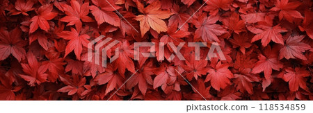 Vibrant red leaves blanket the ground in a serene autumn setting during late afternoon 118534859