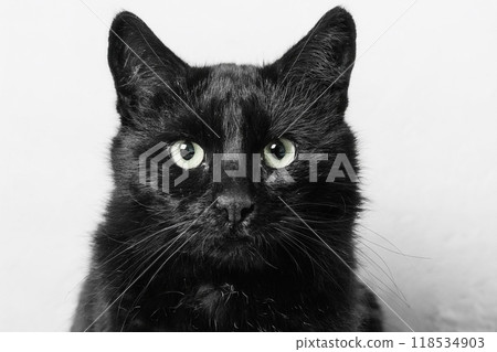 Illustration of a black cat 118534903