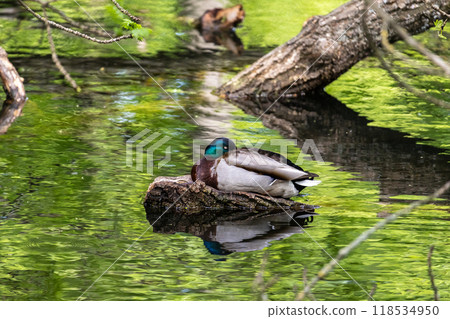 Ducks sleep, clean their feathers, eat algae. Ducks are beautifully reflected in water. A family of ducks, geese swims in a water channel, river, lake. Ducks sleep, clean their feathers, eat algae. Ducks are beautifully reflected in water. A family of ducks, geese swims in a water channel, river, lake. 118534950