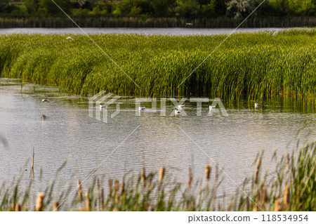 Many river gulls hunt fish in lakes, rivers, and canals. Seagulls fly over the water. Seagulls gracefully glide over the water's surface, their wings casting delicate shadows on the rippling waves. 118534954