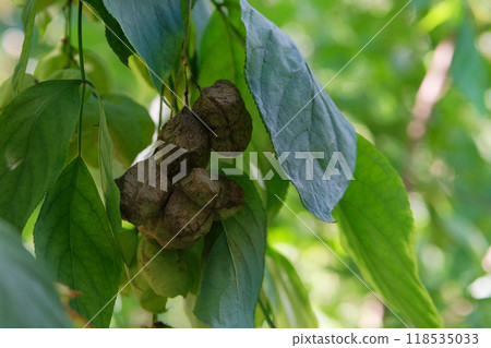 Staphylea pinnata in garden. Ornamental plant. Lush green leaves in sunny day. Staphylea pinnata in garden. Ornamental plant. Lush green leaves in sunny day. 118535033
