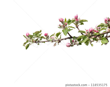 Apple tree branch with buds and flowers in blossom Apple tree branch with buds and flowers in blossom 118535175