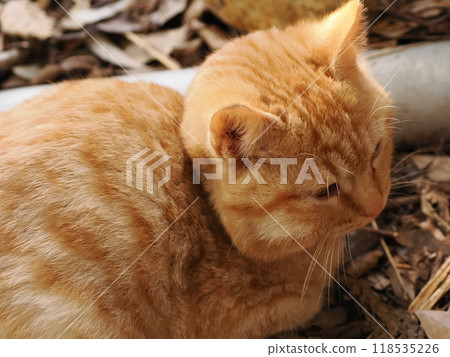 Cute kitten with injured cheek 118535226