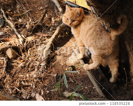Cute kitten with injured cheek 118535228