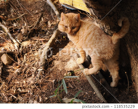 Cute kitten with injured cheek Cute kitten with injured cheek 118535229