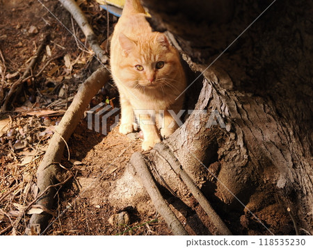 Cute kitten with injured cheek 118535230