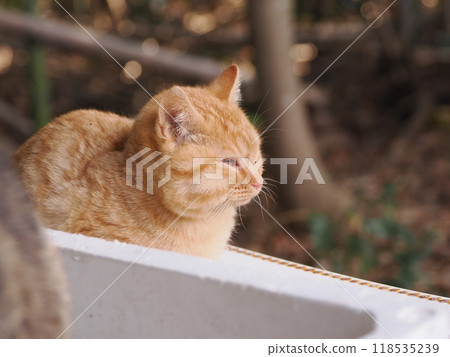 Cute kitten with injured cheek 118535239