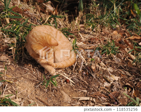 Cute kitten with injured cheek 118535256