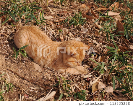 Cute kitten with injured cheek 118535258