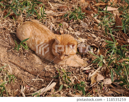 Cute kitten with injured cheek 118535259