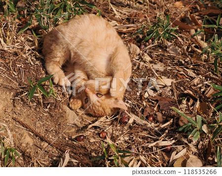 Cute kitten with injured cheek Cute kitten with injured cheek 118535266