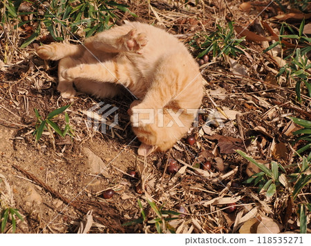 Cute kitten with injured cheek Cute kitten with injured cheek 118535271