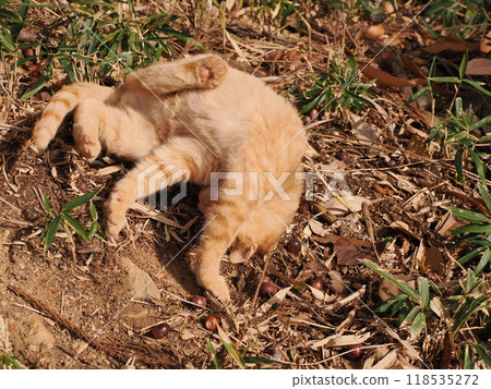 Cute kitten with injured cheek Cute kitten with injured cheek 118535272