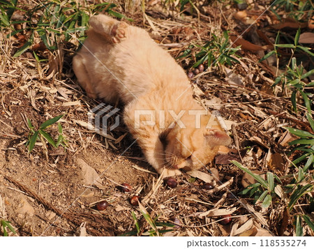 Cute kitten with injured cheek Cute kitten with injured cheek 118535274