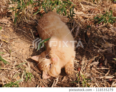 可愛的小貓因受傷而臉頰腫脹 118535279