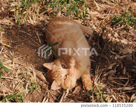 Cute kitten with injured cheek Cute kitten with injured cheek 118535280