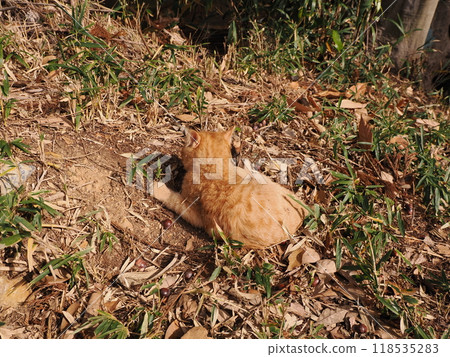 Cute kitten with injured cheek Cute kitten with injured cheek 118535283