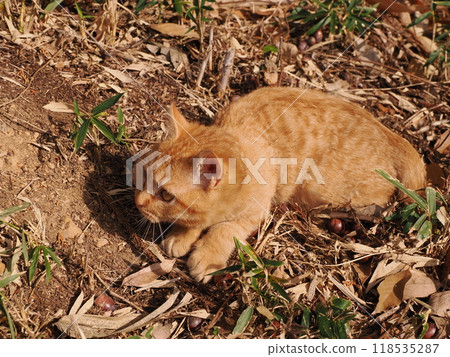 Cute kitten with injured cheek 118535287