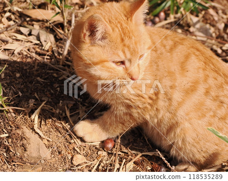 Cute kitten with injured cheek Cute kitten with injured cheek 118535289