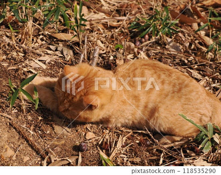 Cute kitten with injured cheek Cute kitten with injured cheek 118535290