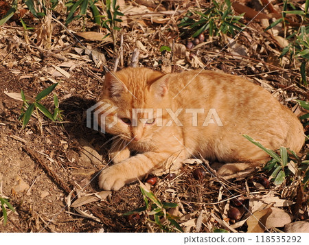 Cute kitten with injured cheek Cute kitten with injured cheek 118535292