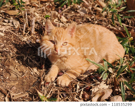 Cute kitten with injured cheek Cute kitten with injured cheek 118535299