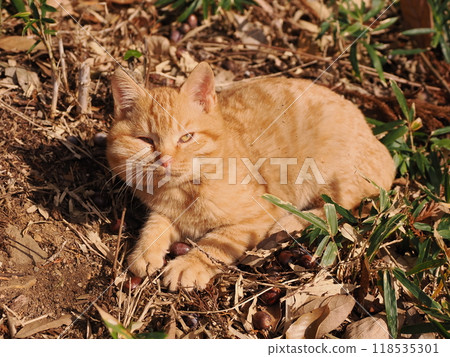 Cute kitten with injured cheek Cute kitten with injured cheek 118535301