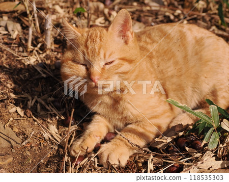 Cute kitten with injured cheek Cute kitten with injured cheek 118535303
