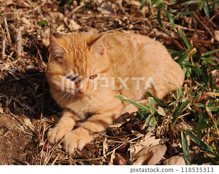 可愛的小貓因受傷而臉頰腫脹 可愛的小貓因受傷而臉頰腫脹 118535313
