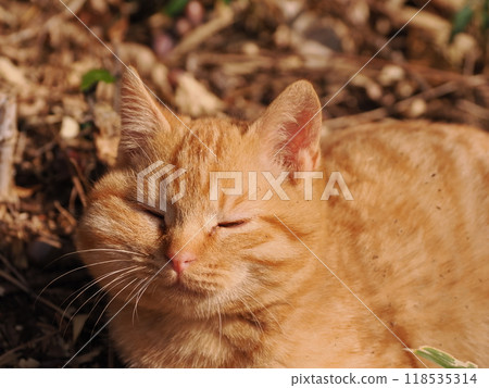 Cute kitten with injured cheek 118535314