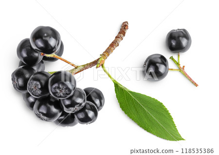 Chokeberry with leaf isolated on white background. Black aronia. Top view. Flat lay 118535386
