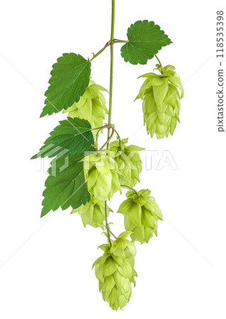 Hop cones branch isolated on white background. Beer brewing ingredients Hop cones branch isolated on white background. Beer brewing ingredients 118535398