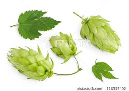 Hop cones isolated on white background. Beer brewing ingredients. Top view. Flat lay Hop cones isolated on white background. Beer brewing ingredients. Top view. Flat lay 118535402