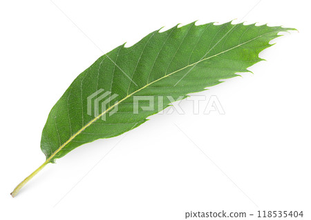 Leaves of sweet chestnut tree isolated on white background. Top view. Flat lay Leaves of sweet chestnut tree isolated on white background. Top view. Flat lay 118535404