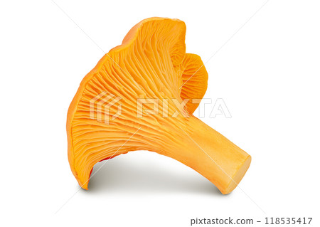 Chanterelle mushroom isolated on a white background 118535417