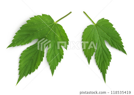Hop cone leaves isolated on white background. Beer brewing ingredients Hop cone leaves isolated on white background. Beer brewing ingredients 118535419