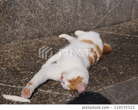 可愛的貓咪獨自玩耍與貓咪玩耍 可愛的貓咪獨自玩耍與貓咪玩耍 118535522