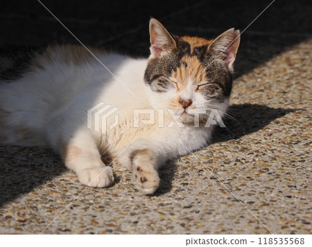 A cute cat playing alone with a cat toy 118535568