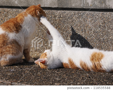 可愛的貓咪獨自玩耍與貓咪玩耍 可愛的貓咪獨自玩耍與貓咪玩耍 118535588