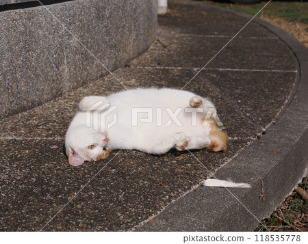 Cute cat playing enthusiastically 118535778
