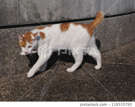 Cute cat playing enthusiastically Cute cat playing enthusiastically 118535793