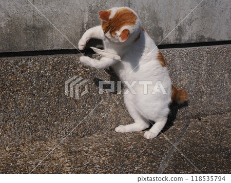 Cute cat playing enthusiastically 118535794