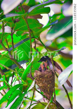 Parenting of Sancho-kancho 118535962