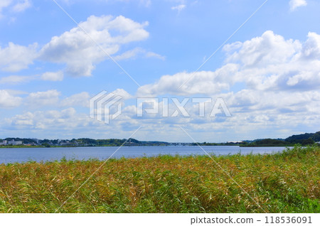 Teganuma, Kashiwa City, Chiba Prefecture September 2024 118536091